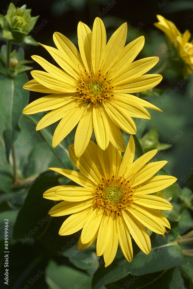 Fototapeta premium Jerusalem artichoke (Helianthus tuberosus). Called Sunroot, sunchoke, wild sunflower, Topinambur and Earth apple also