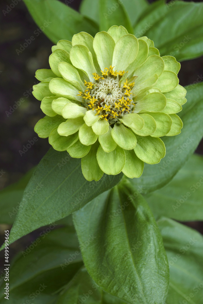 Envy common zinnia (Zinnia elegans Envy) Envy common zinnia (Zinnia elegans Envy)