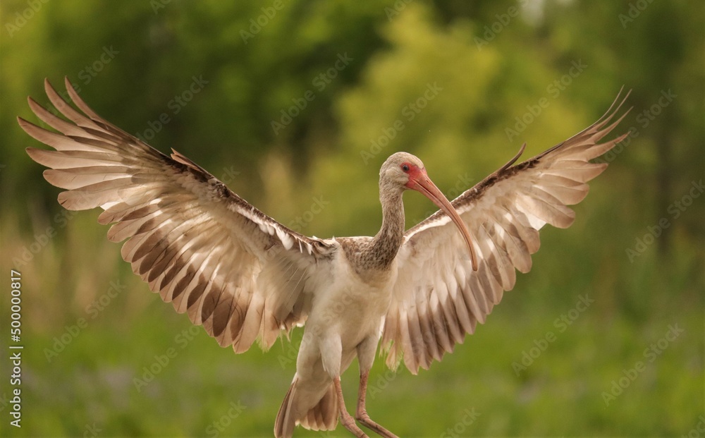 Fototapeta premium Young Ibis in flight soft landing 