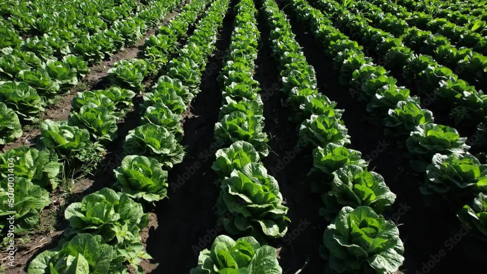 Forward Day Aerial View of Large Lettuce Field. Agriculture industry Forward Day Aerial View of Large Lettuce Field. Agriculture industry