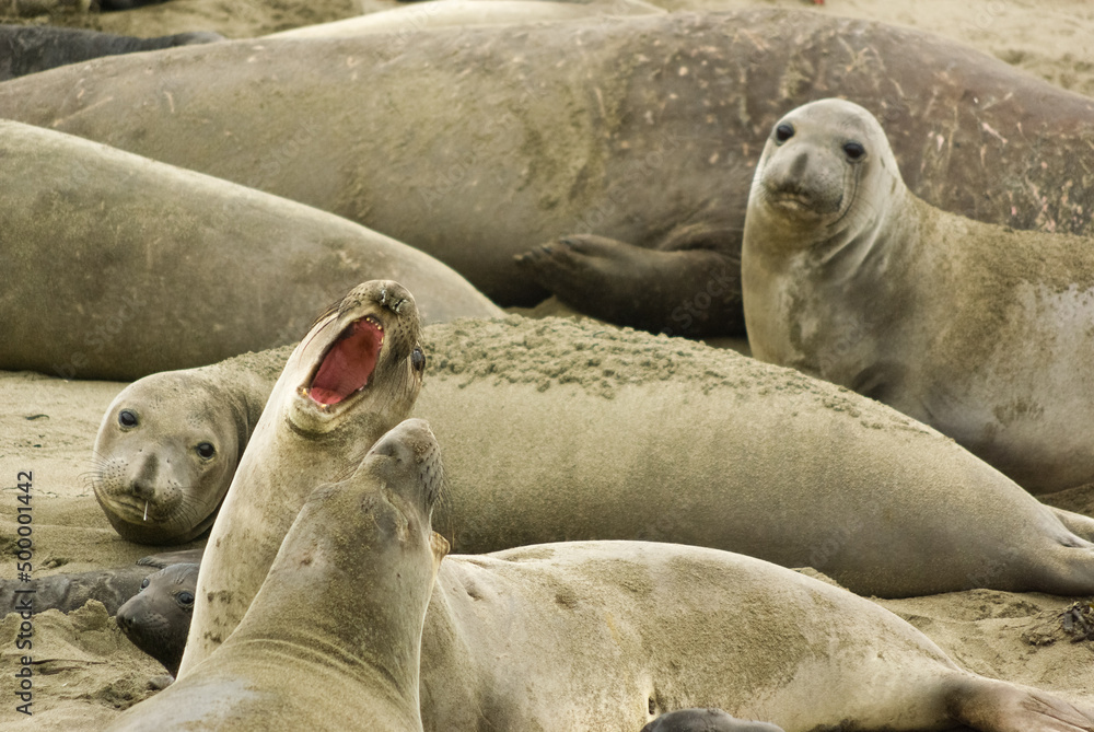 Fototapeta premium Elephant seal colony seen from Elephant Seal Vista Point, California