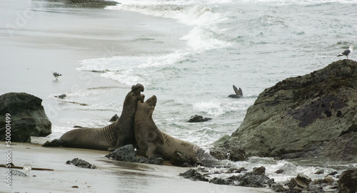 Two fighting male elephant seals, Elephant Seal Vista Point, California