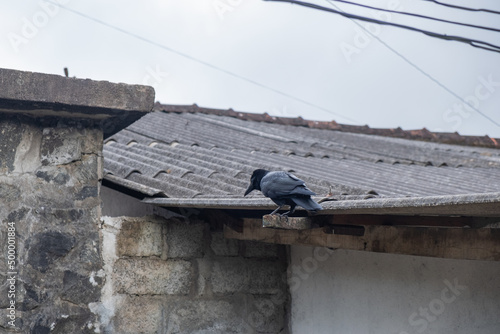 black raven on house roof