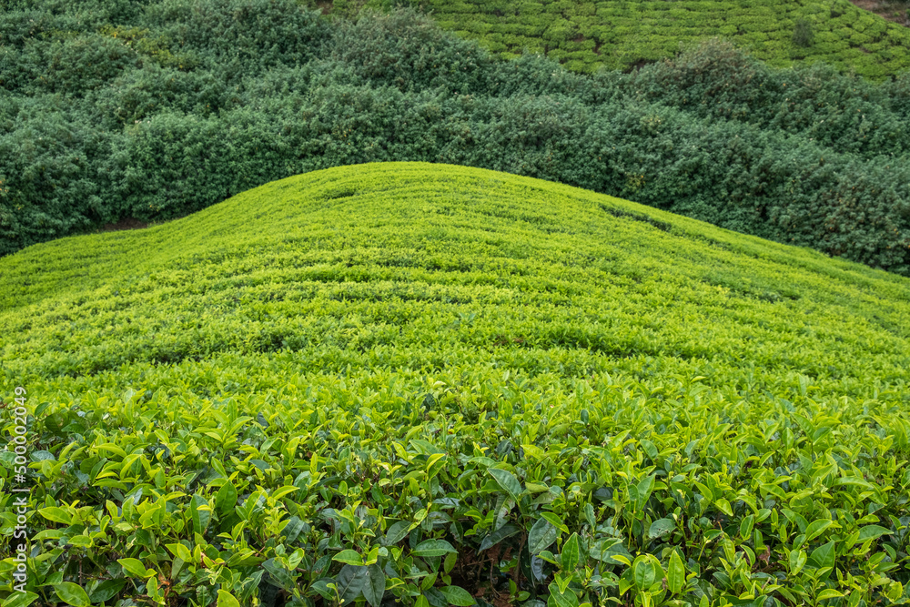 tea plantation in ella sri-lanka tea plantation in ella sri-lanka