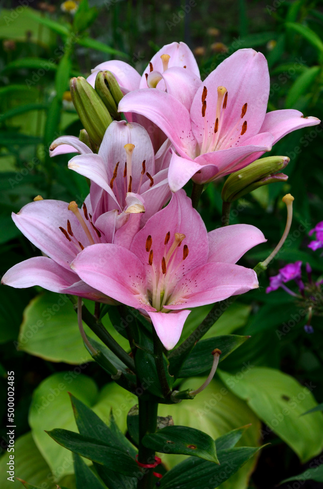 Fototapeta premium Pink lilies. Flowers. Lily. Park flowers.