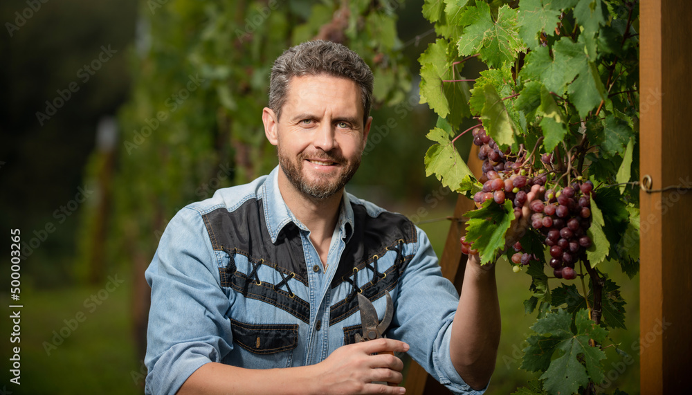 Tableau sur toile professional winegrower on grape farm