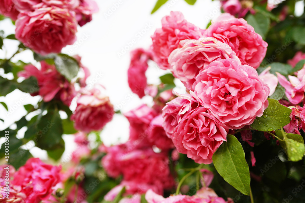 Pink roses in soft color, Made with blur style for background