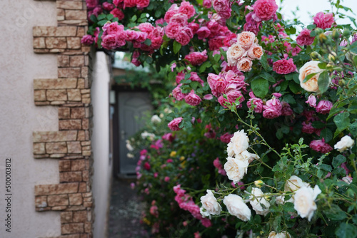 roses bushes near old rural house. Vacation at countryside background