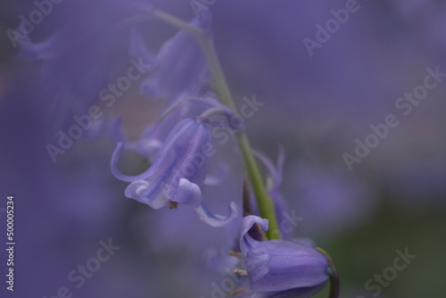 Bluebells close up, selective focus with blurred background. Selective focus of Spanish bluebell, Hyacinthoides hispanica, Endymion hispanicus or Scilla hispanica is a spring-flowering bulbous photo