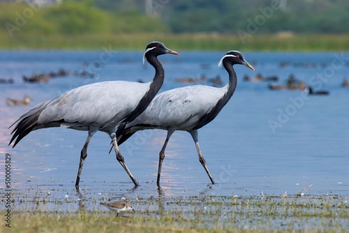 Demoiselle cranes at river. Grus virgo. Crane bird.