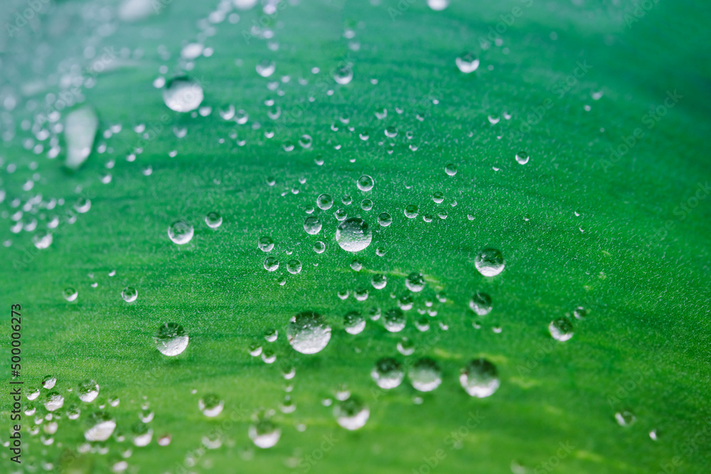 Green leaves close up, natural  background. Water Drops on Green leaves, sparkle of Droplets on surface leaf