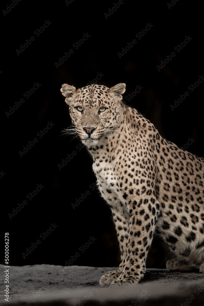 Obraz premium huge wild female leopard or panther extreme close up Fine art image or portrait in wildlife animal safari at forest of central india asia - panthera pardus fusca