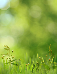 Small flowers and grass in floral border arrangement on green background