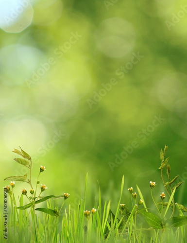Small flowers and grass in ...