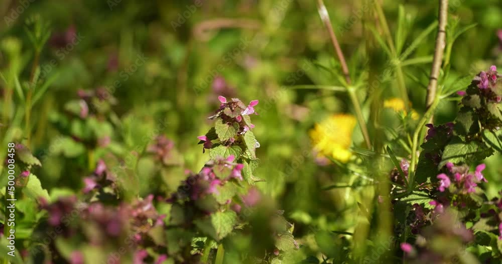 a bumblebee pollinating plants and looking for food a bumblebee pollinating plants and looking for food