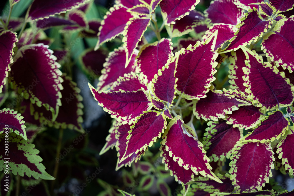 Close-up of coleus plant. Burgundy red leaves with green edges. Coleus Blume Plectranthus, scutellarioides. Close-up of coleus plant. Burgundy red leaves with green edges. Coleus Blume Plectranthus, scutellarioides.