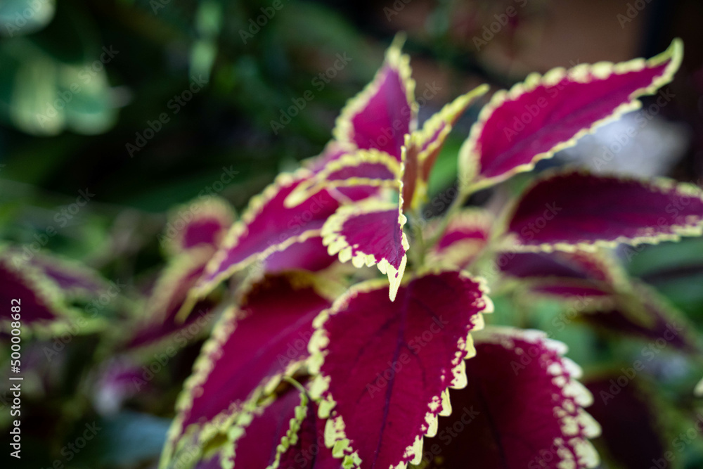 Close-up of coleus plant. Burgundy red leaves with green edges. Coleus Blume Plectranthus, scutellarioides. Close-up of coleus plant. Burgundy red leaves with green edges. Coleus Blume Plectranthus, scutellarioides.