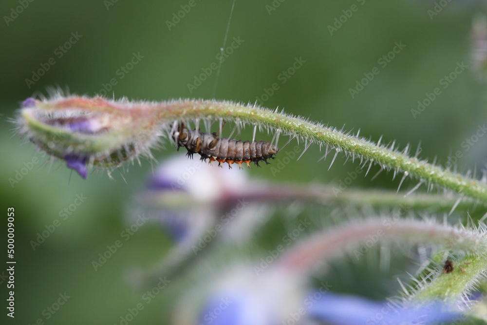 larve de coccinelle (stade larvaire) sur la fleur d'une bourache officinale (borago officinalis) en macrophotographie (gros plan) (ladybug larva)