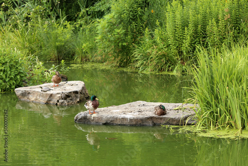 Ducks and pond sliders in Central Park, New York, USA photo