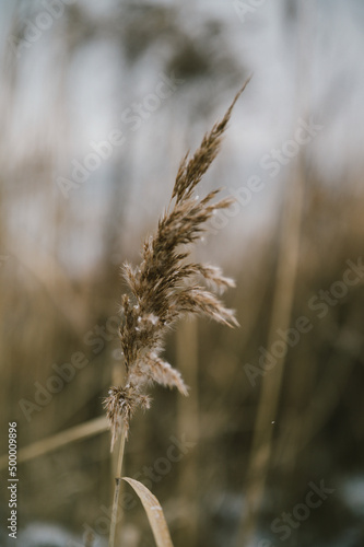 getreidefeld  © Glaserfotografie.de