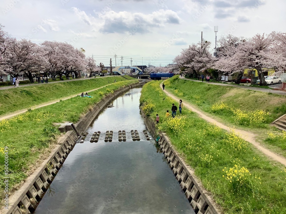 Scenery of cherry blossoms and canola flowers along the Sana River in Toyokawa City Scenery of cherry blossoms and canola flowers along the Sana River in Toyokawa City