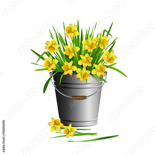 Lots of yellow narcissus (daffodils) flowers in a metal bucket, isolated on white background. Vector illustration.