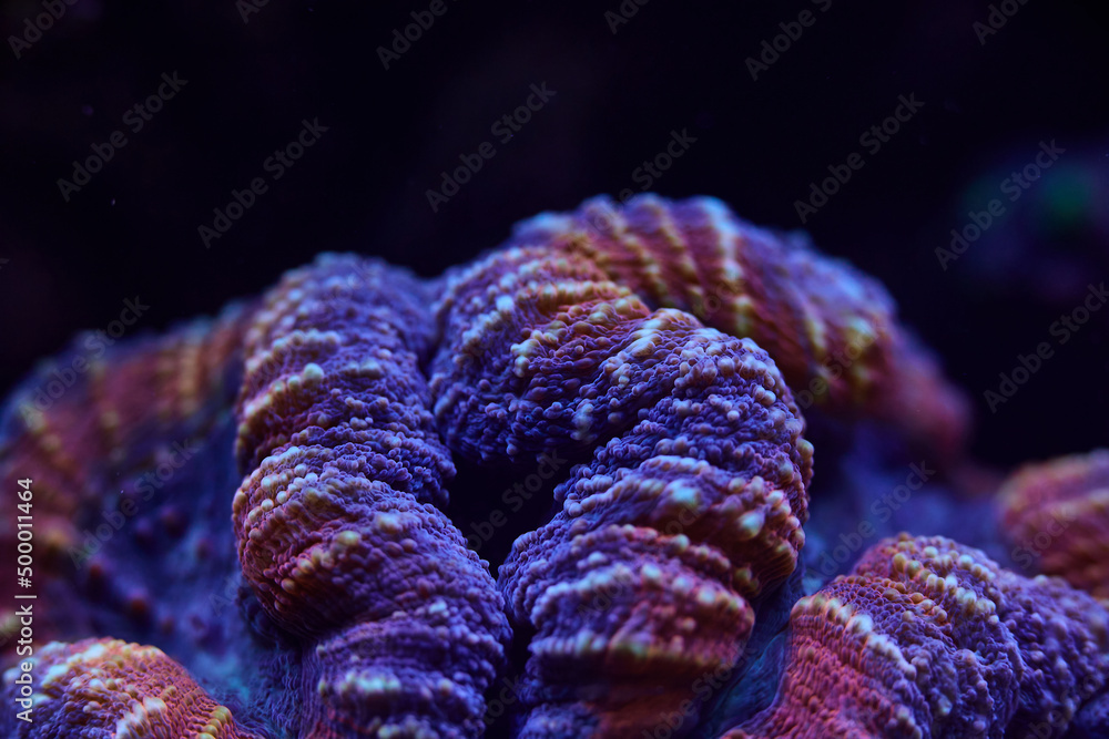 Fototapeta premium sea ​​coral Lobophyllia