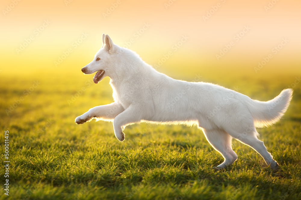 white dog running