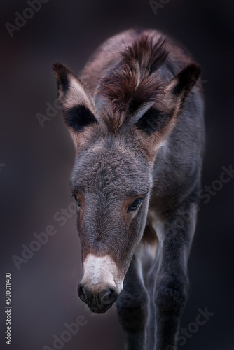 Wild donkey portrait on dark photo