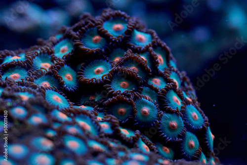Fototapeta Naklejka Na Ścianę i Meble -  bright coral marine Zoanthus