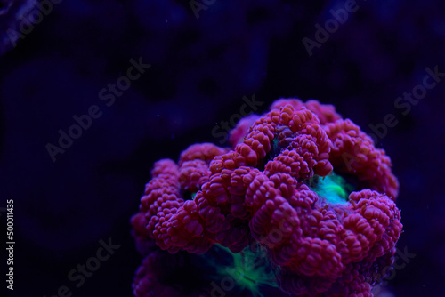 bright sea coral Blastomussa