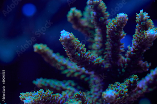 sea       coral acropora