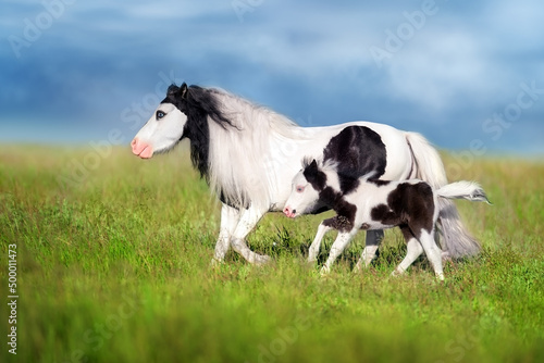 Pony mare with foal