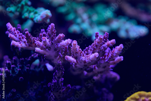 sea ​​coral acropora