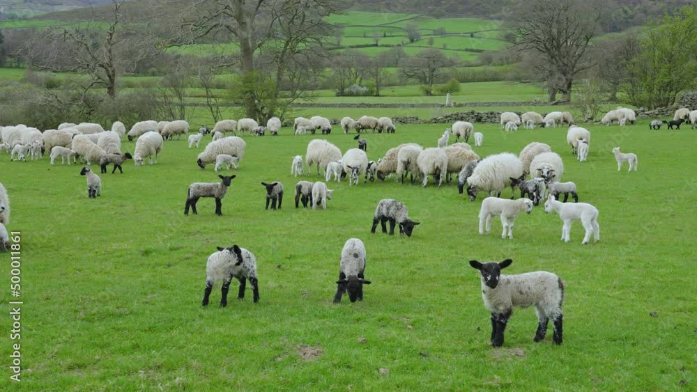 A good crop of lambs looking strong with spring grass starting to grow - April on the North York Moors