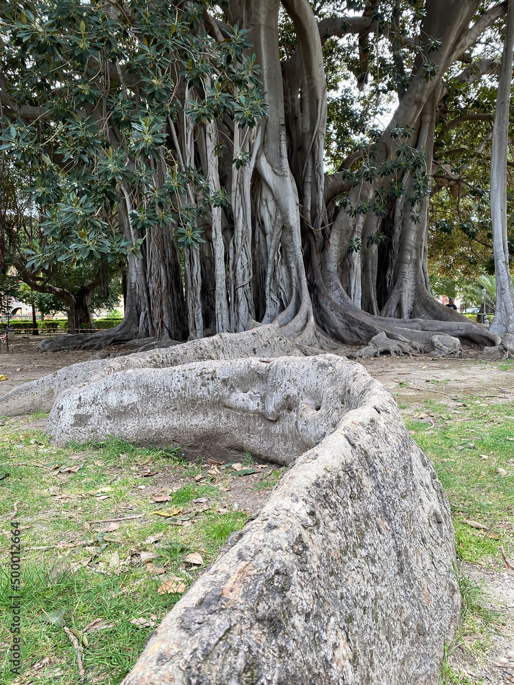 Ficus Macrophylla in Garibaldi Garden at Piazza Marina in Palermo