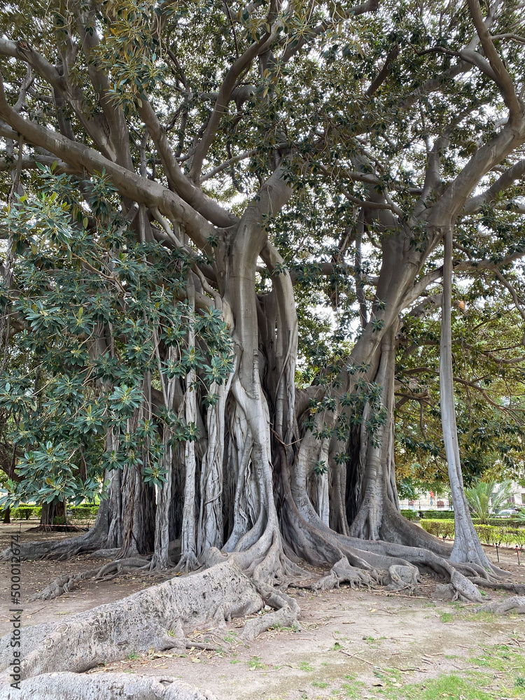 Ficus Macrophylla in Garibaldi Garden at Piazza Marina in Palermo, Sicily, Italy Ficus Macrophylla in Garibaldi Garden at Piazza Marina in Palermo, Sicily, Italy