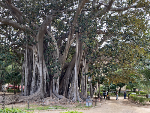 Ficus Macrophylla in Garibaldi Garden at Piazza Marina in Palermo, Sicily, Italy