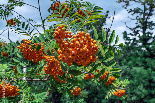 Bright orange rowan fruits grow on a tree in the park. Beautiful summer natural background with ripe juicy mountain-ash berries on green foliage background