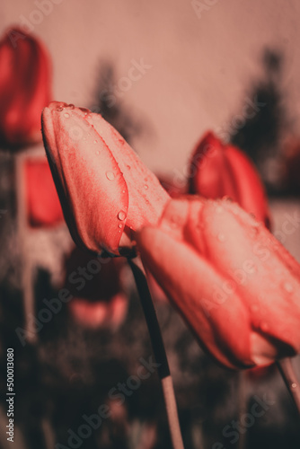 Macroaufnahme von einer Blume mit Wassertropfen nach einem Regenschauer im Frühling 