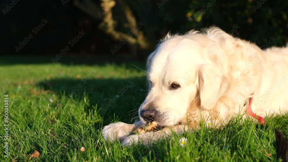 Golden retriever dog nibbling on a stick in a green grassy meadow Golden retriever dog nibbling on a stick in a green grassy meadow