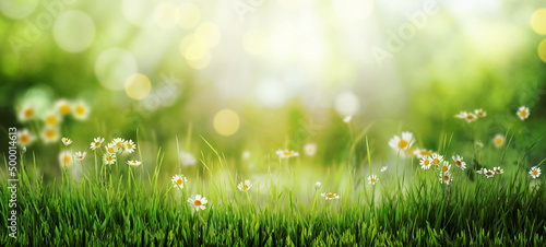 Fototapeta Naklejka Na Ścianę i Meble -  Beautiful blooming chamomiles in green meadow on sunny day, bokeh effect. Banner design