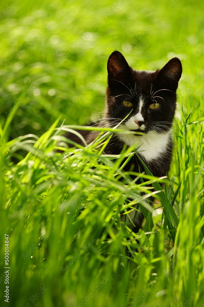 A black white cat sits in bright green grass in a spring garden.
