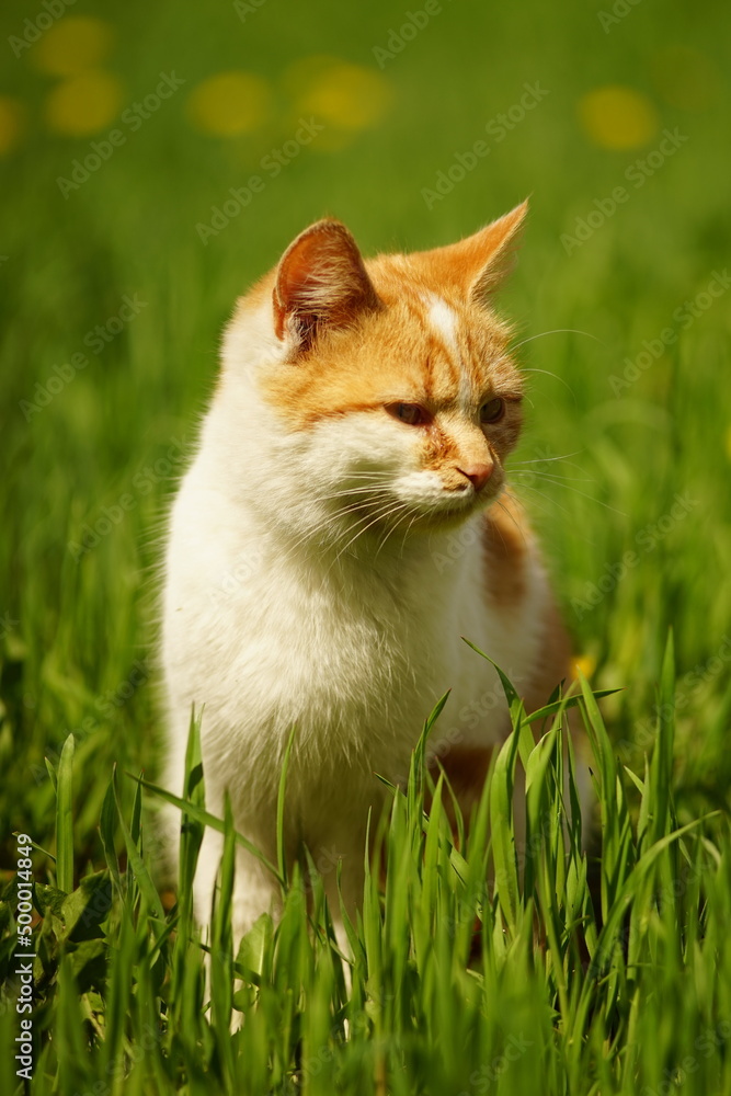 Ginger white cat rest in vivid green grass on a spring day