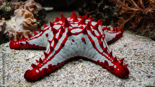 Red-knobbed Sea Star (Protoreaster lincki), seastar / starfish photo