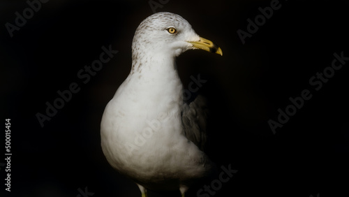 close up of a seagull