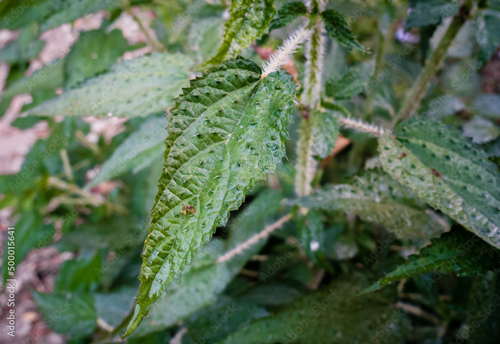 A close up shot of Stinging nettle (Urtica dioica)