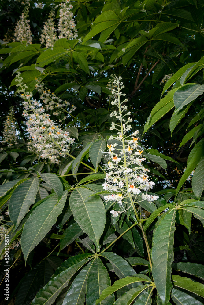 Close up shot of leaves and flowers of horse chestnut, Aesculus species called buckeye Close up shot of leaves and flowers of horse chestnut, Aesculus species called buckeye