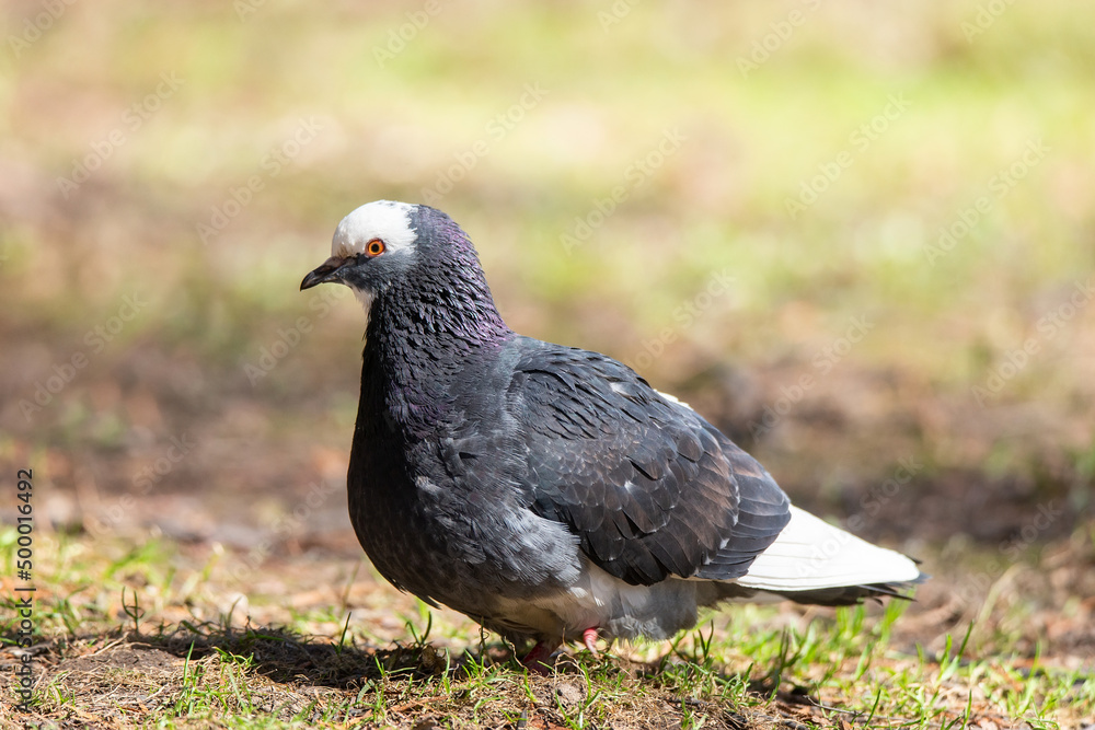 Beautiful pigeon bird standing on grass.. Beautiful pigeon bird standing on grass..
