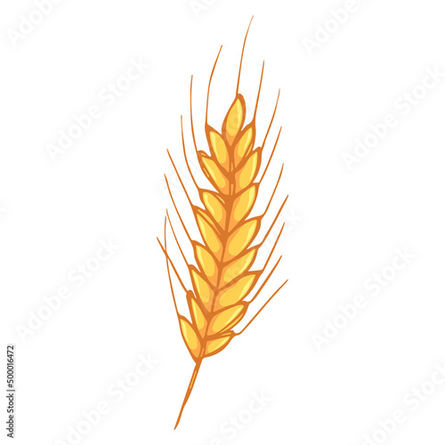 Vector hand drawn wheat illustration. Isolated doodle on white background. Harvest clipart. Farm market product.